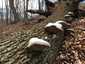 Bükkfa-tapló (Fomes fomentarius), Vértes